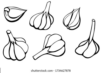 Conjunto de ilustraciones de vectores de ajo, dibujadas a mano con líneas de contraste de tinta, boceto de bulbos enteros y ajo de clavo desde diferentes puntos de vista, planta médica, antioxidante natural