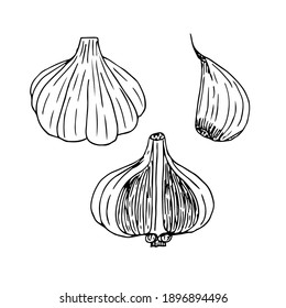 Set of garlic, whole head, half and slice, vector illustration, sketch