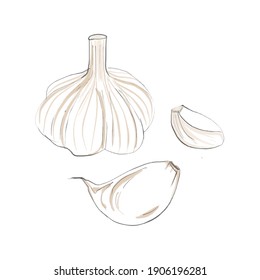 Set of garlic whole, lobule peeled, unpeeled isolated on white. Vector doodle illustration.