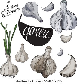 Set of garlics in grey and beige, isolated on white, with lettering.