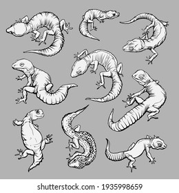 Set with geblephars, reptile lizard animals. Collection with different rare morph of geblephars. Hand drawn illustration. Black and white. Wild nature. Isolated