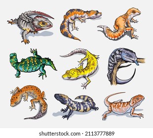 Set with geblephars, reptile lizard animals. Collection with different rare morph. Hand drawn illustration. Wild nature. Isolated