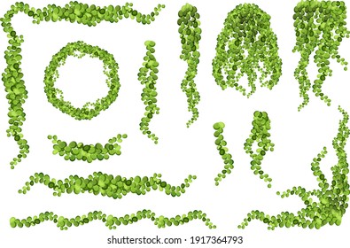  Set of geen vine, liana or ivy hanging from above or climbing the wall.Decoration for garden or home.Template on white background.