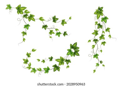 Set of geen vine, liana or ivy hanging from above or climbing the wall.Decoration for garden or home.Template on white background.