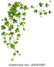 Set of geen vine, liana or ivy hanging from above or climbing the wall.Decoration for garden or home.Template on white background.