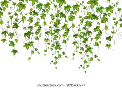 Set of geen vine, liana or ivy hanging from above or climbing the wall.Decoration for garden or home.Template on white background.