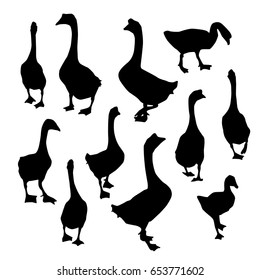 set geese, Black duck goose silhouette isolated on white background. Vector