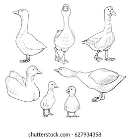 Set of geese and goslings. Hand drawn vector illustration.