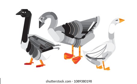 Set of geese vector. Geese vector characters. Farm bird