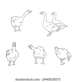 Set of geese. Vector icon illustration of cute farm goose domestic ducks.