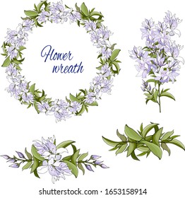 Set of gentle violet spring flowers on a white background. Vector floral brushes and wreath for decoration of cards, congratulations and invitations. Veronica formosa