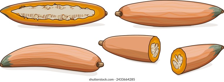 Set of Georgia candy roaster squash. Winter squash. Cucurbita maxima. Fruits and vegetables. Clipart. Isolated vector illustration.