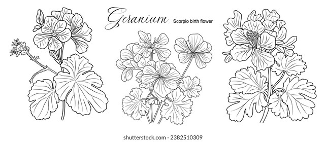 Set of Geranium flower line art vector drawing. 
