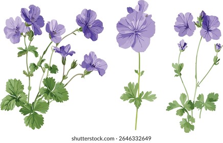 Conjunto de Geranium Jolly Bee, Geranium Rozanne, Geranium phaeum recorte, flores perenes, verde jardim, espécies botânicas, ilustração vetorial, projeto floral, plantas de paisagem.