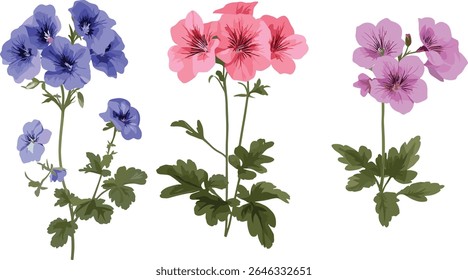 Conjunto de Geranium Jolly Bee, Geranium Rozanne, Geranium faeum isolado, flores de jardim, plantas perenes, ilustração botânica, ilustração vetorial, natureza floral.