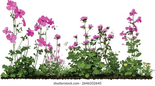 Conjunto de Geranium palmatum, Lamium maculatum, frontal isolada, corte perfeito, árvore, plantas de jardim, flores perenes, ilustração botânica, ilustração vetorial.