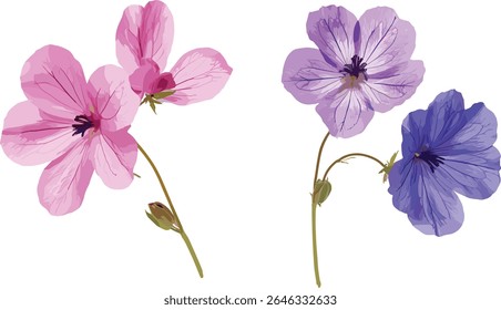 Conjunto de Geranium Faeum, Geranium Jolly Bee, Geranium Rozanne isolado, flores de jardim, plantas perenes, flor de verão, coleção floral, ilustração vetorial.