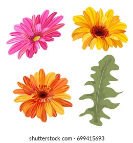 Set of Gerbera daisy: orange, red, yellow flowers and green leaves on white background, digital draw, botanical illustration in watercolor style for design, vector