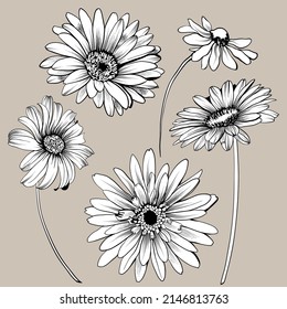 Set of gerbera flowers. Collection of gerbera for bouquet design. Vector illustration