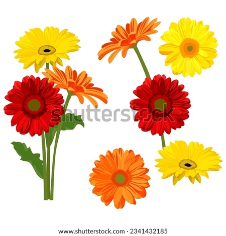 Set of Gerbera flowers isolated on white background. vector illustration.