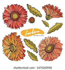 Set of Gerberas red, orange, pink, yellow isolated on white background. Botanical vintage illustration. Vector isolated object. Daisies in a realistic style. Retro style. Drawing hands.