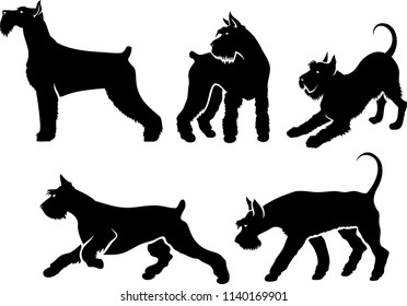 Set of Giant Schnauzer silhouettes - isolated vector illustration