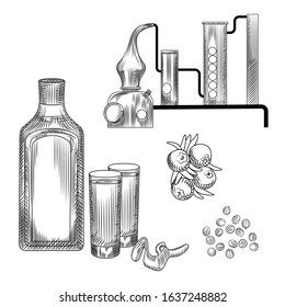 Set of gin in hand drawn style on white background.glasses with gin and tonic cocktail, alembic, coriander, lemon peel. Element for bar menu design. Engraving vintage isolated vector illustration.