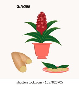 Set - ginger blooming red flower in a ceramic pot, plate with slices, root - isolated on a light background - vector