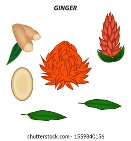 Set - Ginger bright flower, inflorescence, root, lobule, leaves - isolated on white background - vector.