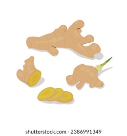 Set of ginger illustration flat vector on white background: Ginger root, sprouted ginger root, ginger slices. Spices and herbs. Hand drawn. Cartoon style.