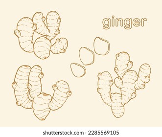 conjunto de jengibre. ilustración aislada