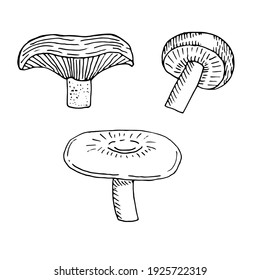 Satz Ingwer-Pilze, Vektorgrafik, Handzeichnung, Skizze