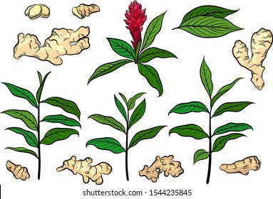 Set of Ginger Plants, Roots and Leaves Isolated on White. Vector