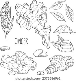 Set ginger, Ginger root, flower and sliced pieces. illustration, line vector set  