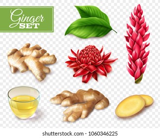 Set of ginger root and red flowers, tea in glass cup, isolated on transparent background vector illustration