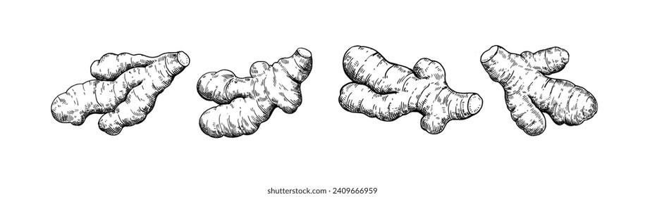 Conjunto de raíces de jengibre en estilo de grabado. Ilustración de tinta blanca y negra.