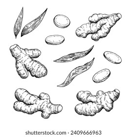 Set of ginger roots in engraving style. Black and white ink illustration.