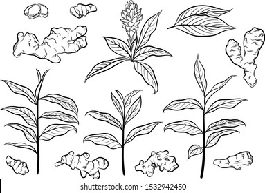 Set of Ginger Roots and Leaves, Black Pictograms Isolated on White. Vector