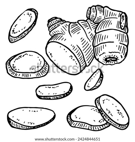 Set ginger slices sketch. Cut root. Healthly food. Hand drawn vector illustration.
