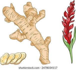 set of ginger spices. ginger isolated on white background, cut ginger root slices. ginger plant.