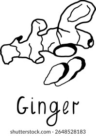 Definir ilustração de vetor de gengibre. Especiarias em estilo de esboço. Mão desenhada. Comida saudável. Especiarias para padaria.