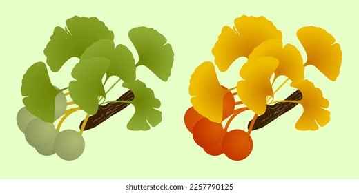 Gingko-Biloba-Zweig mit Früchten