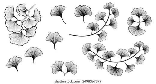 Set of gingko leaves isolated, line art, element for design, black and white colors.