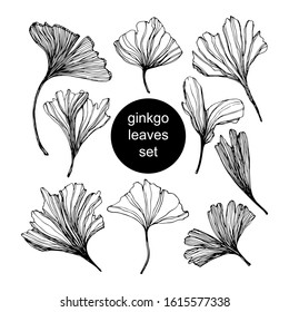 Set of Ginkgo biloba leaf hand drawn contour line. Vector sketch illustration. Isolated ginkgo illustration element on white background. 
