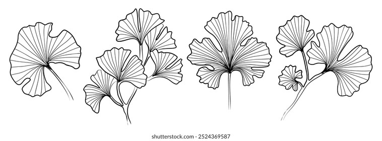 Set of Ginkgo Biloba leave line art drawings