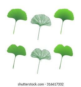 Set of ginkgo biloba leaves