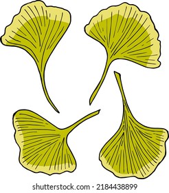 Set of ginkgo biloba leaves on white background. Vector image.