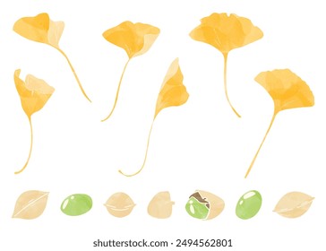 Set of ginkgo leaves and ginkgo nuts, watercolor