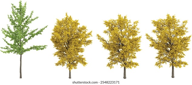 set of Ginkgo trees on transparent background