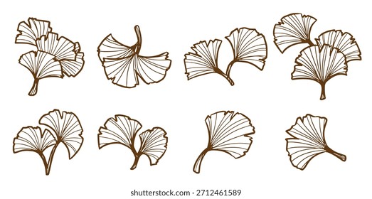 conjunto de Ilustración vectorial de Ginkgo